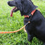 Reflective Striped Dog Harness