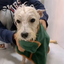 Microfiber Dog Bathrobe Towel with Adjustable Fit