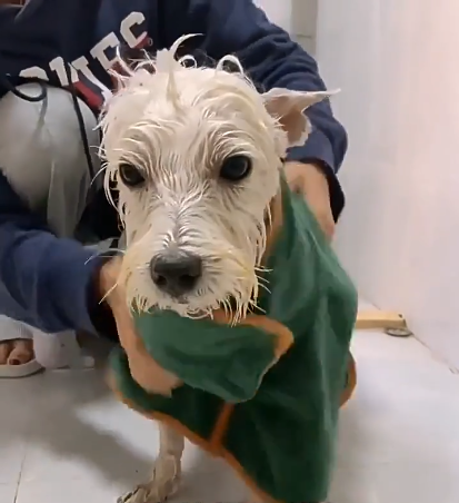 Microfiber Dog Bathrobe Towel with Adjustable Fit