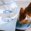 Automatic Pet Water Dispenser for Pets